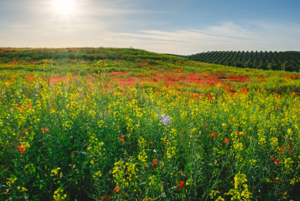 Drug and Alcohol Rehab Birmingham, West Midlands. Flower field.
