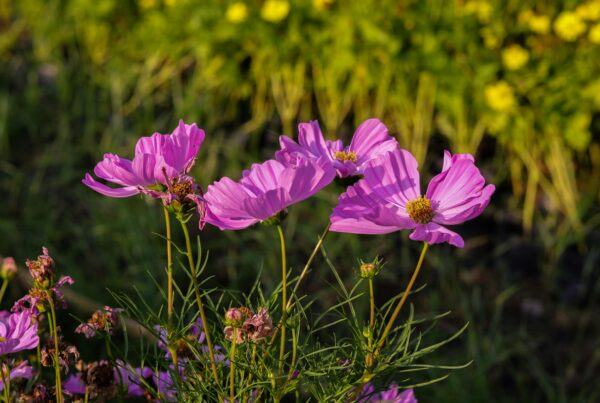 West Midlands Alcohol Rehab and Drug Rehab. Naturistic image of flowers