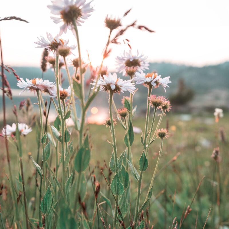 Drug and Alcohol Rehab Birmingham, West Midlands. Flowers in a field.